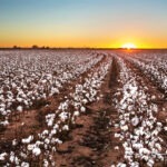 lubbock-cotton-sunset